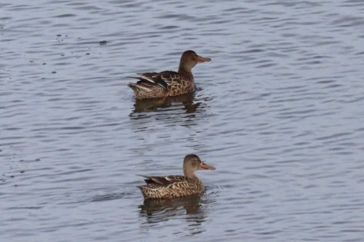 Northern Shoveler - ML646553871