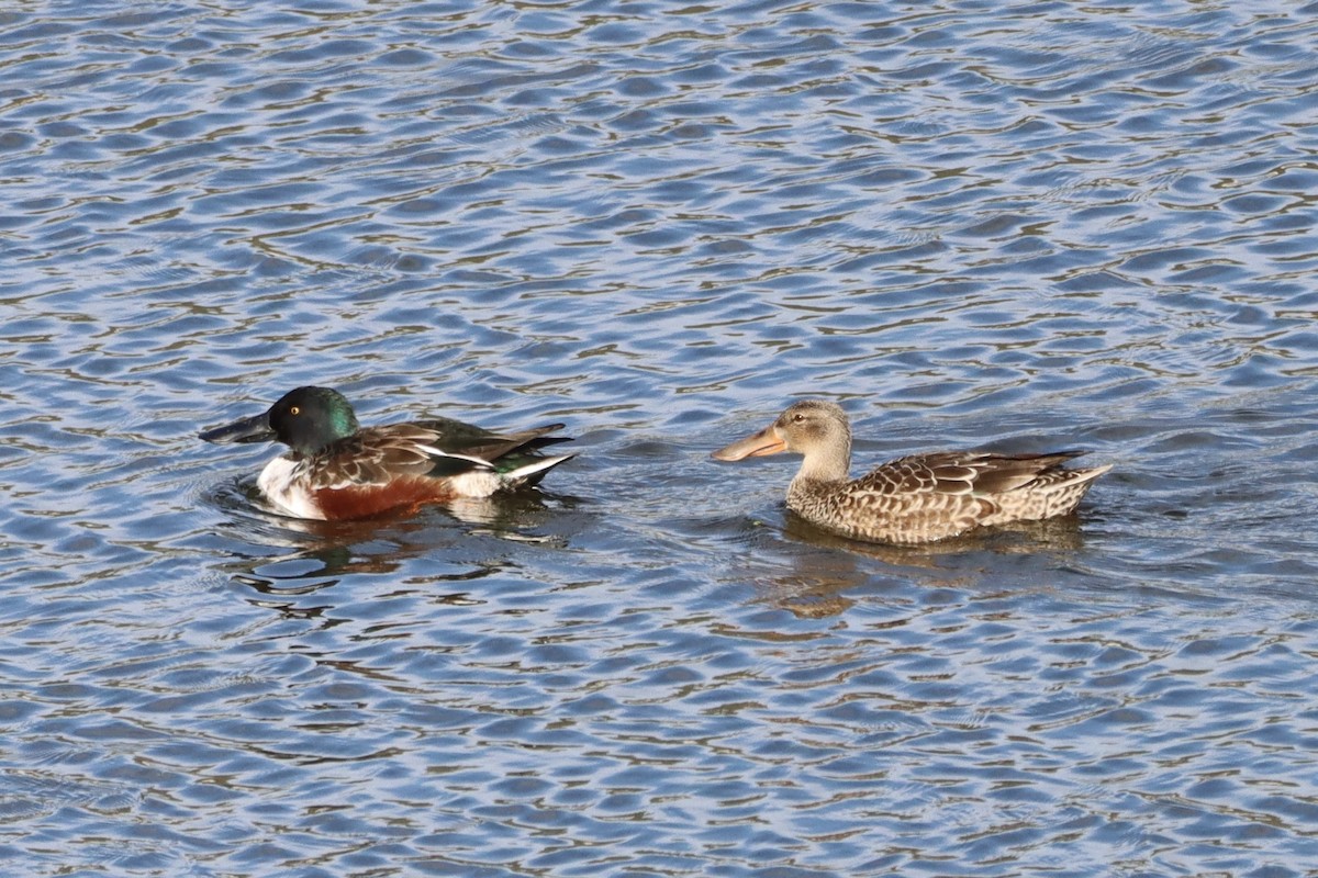 Northern Shoveler - ML646553872