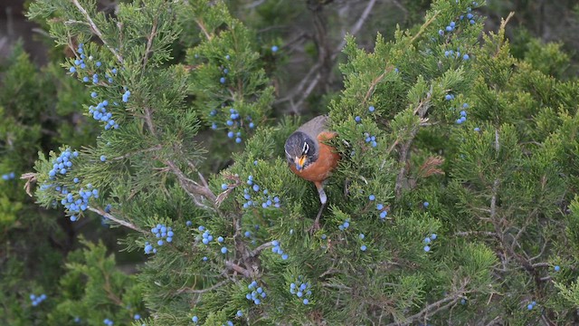 American Robin - ML646553874