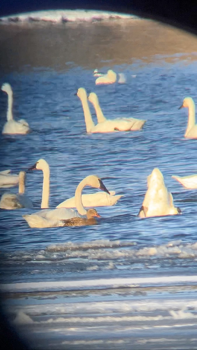 Trumpeter Swan - ML646553875