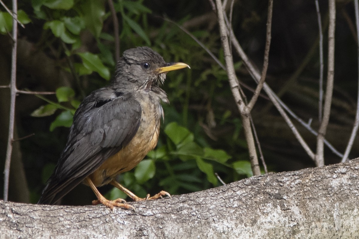 Olive Thrush - ML646553876