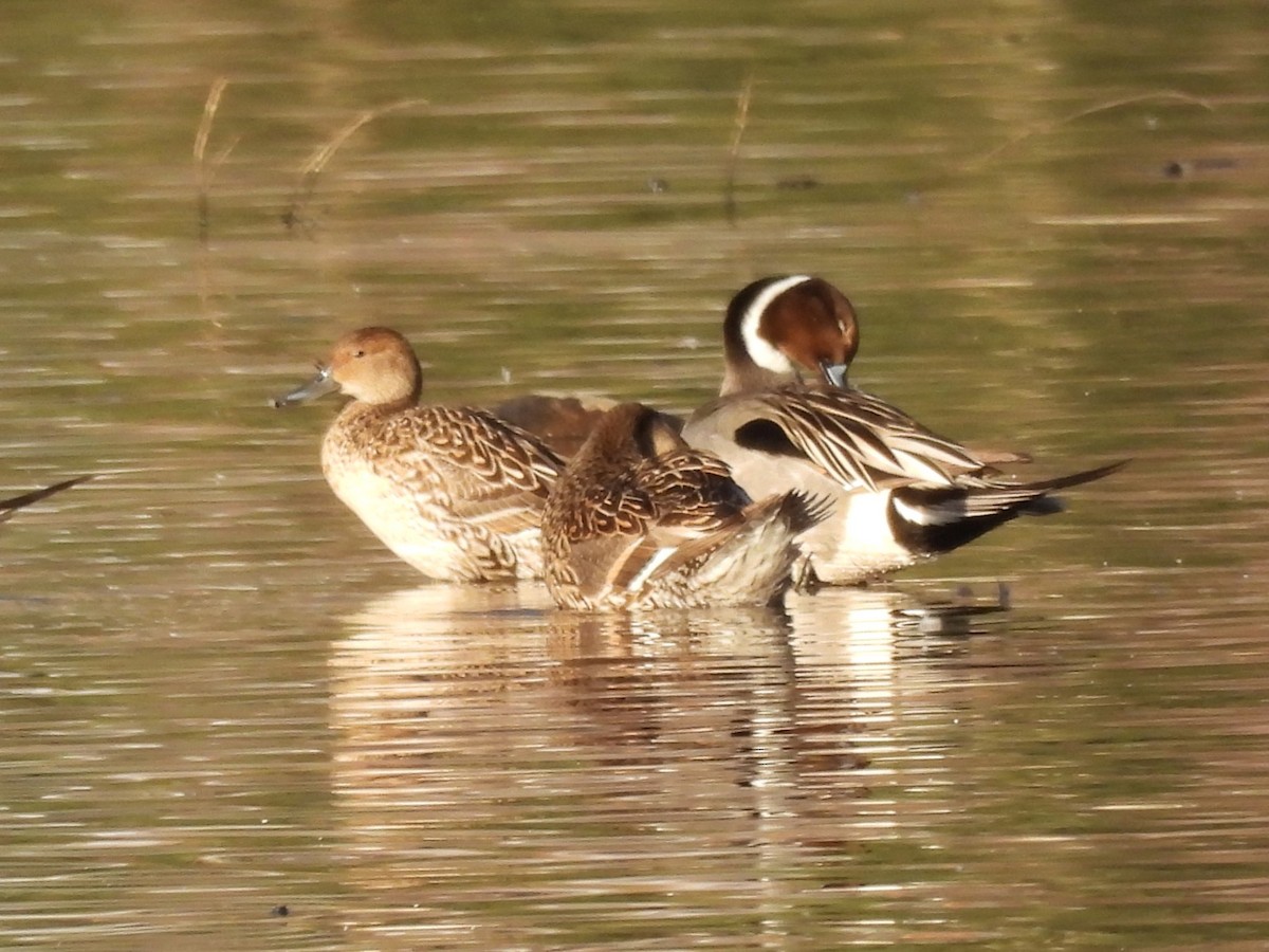 Northern Pintail - ML646553879