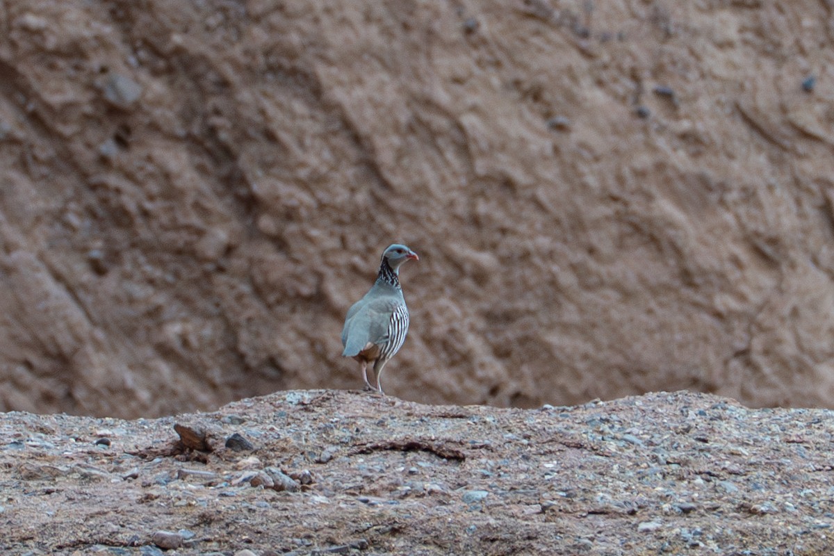 Barbary Partridge - ML646553882