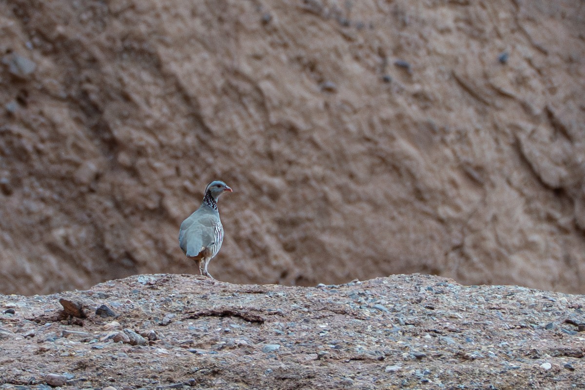 Barbary Partridge - ML646553883