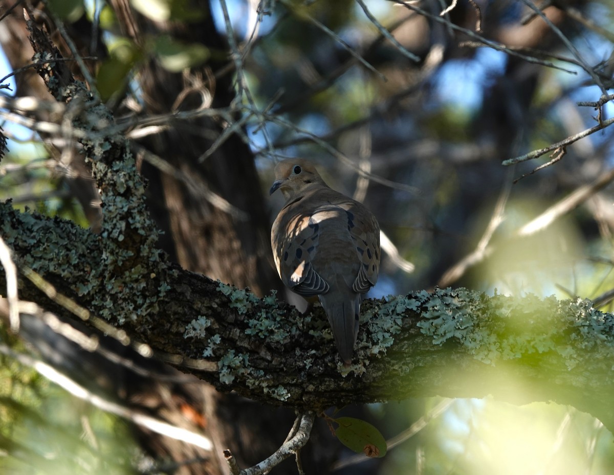 Mourning Dove - ML646553884