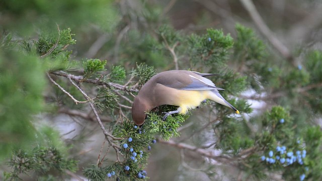 Cedar Waxwing - ML646553886