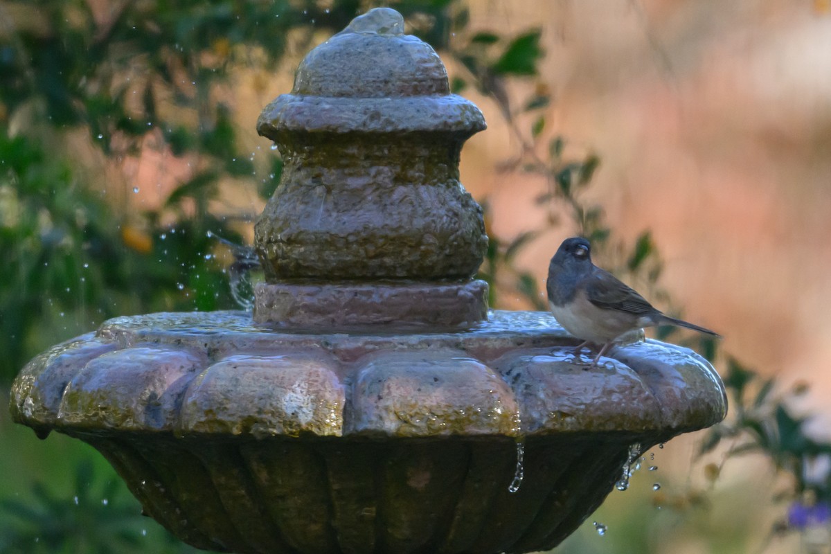 Dark-eyed Junco - ML646553887