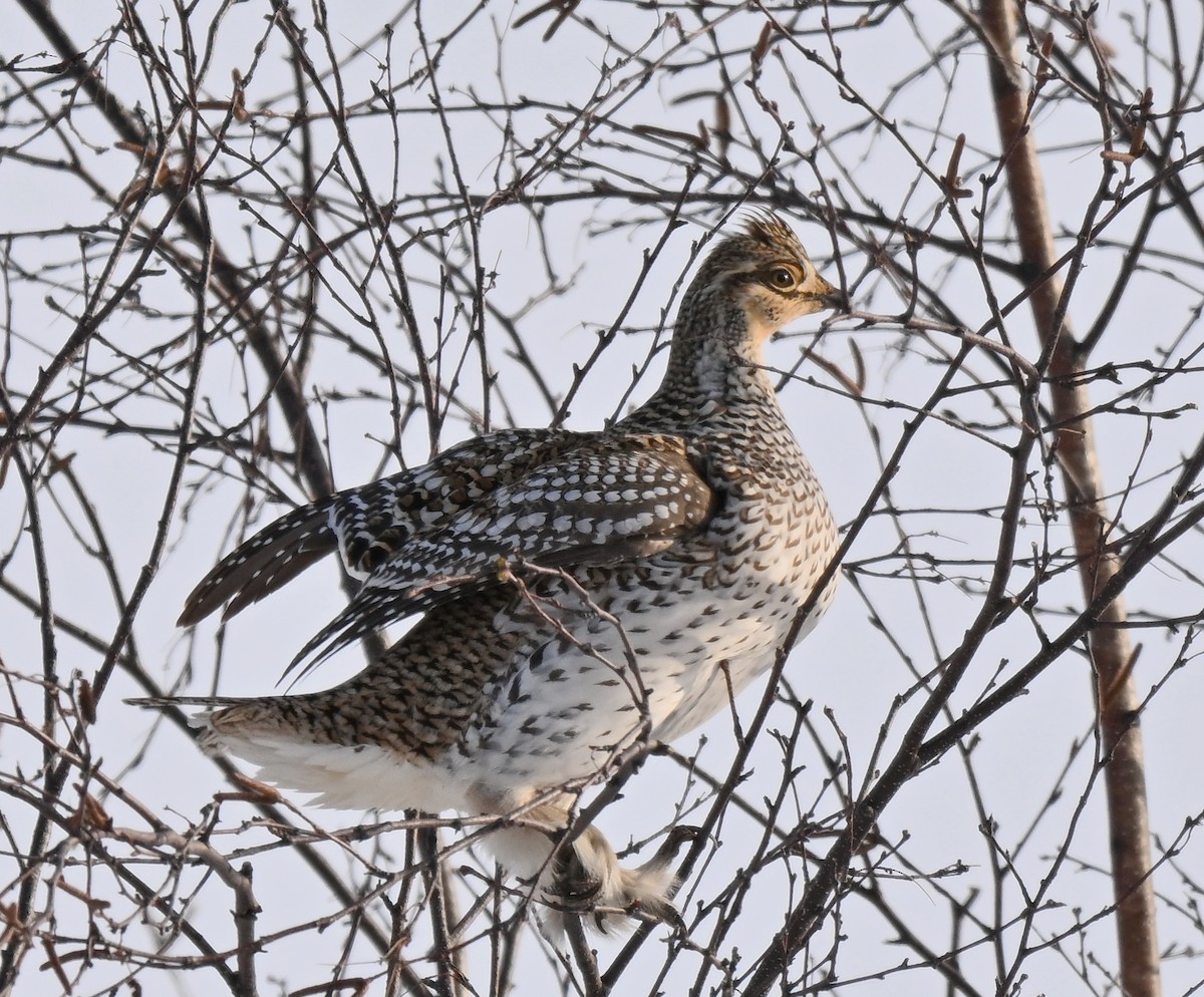 Sharp-tailed Grouse - ML646553889