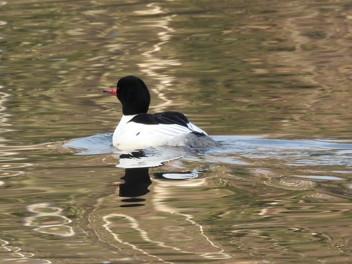 Common Merganser - ML646553891