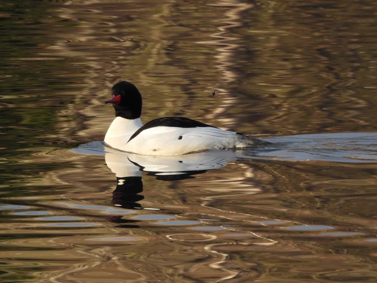 Common Merganser - ML646553892