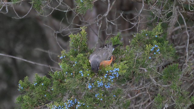 American Robin - ML646553893