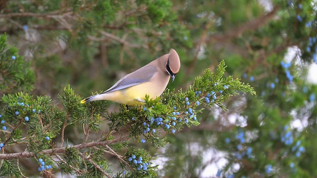 Cedar Waxwing - ML646553894
