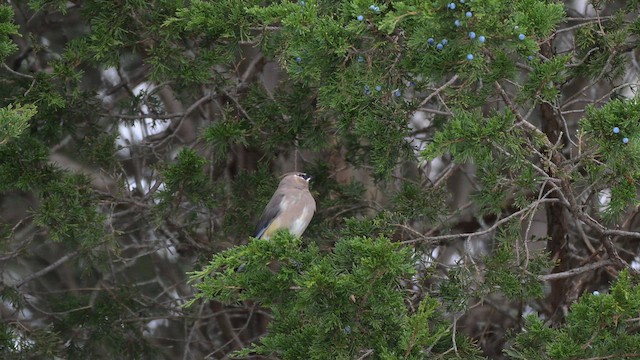 Cedar Waxwing - ML646553895
