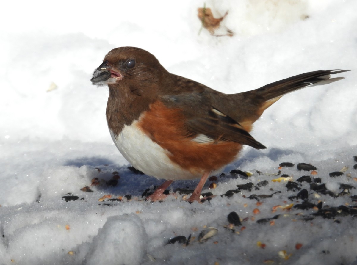 Eastern Towhee - ML646553904