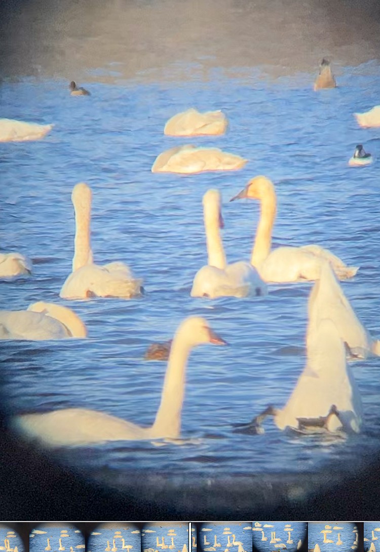 Trumpeter Swan - ML646553905