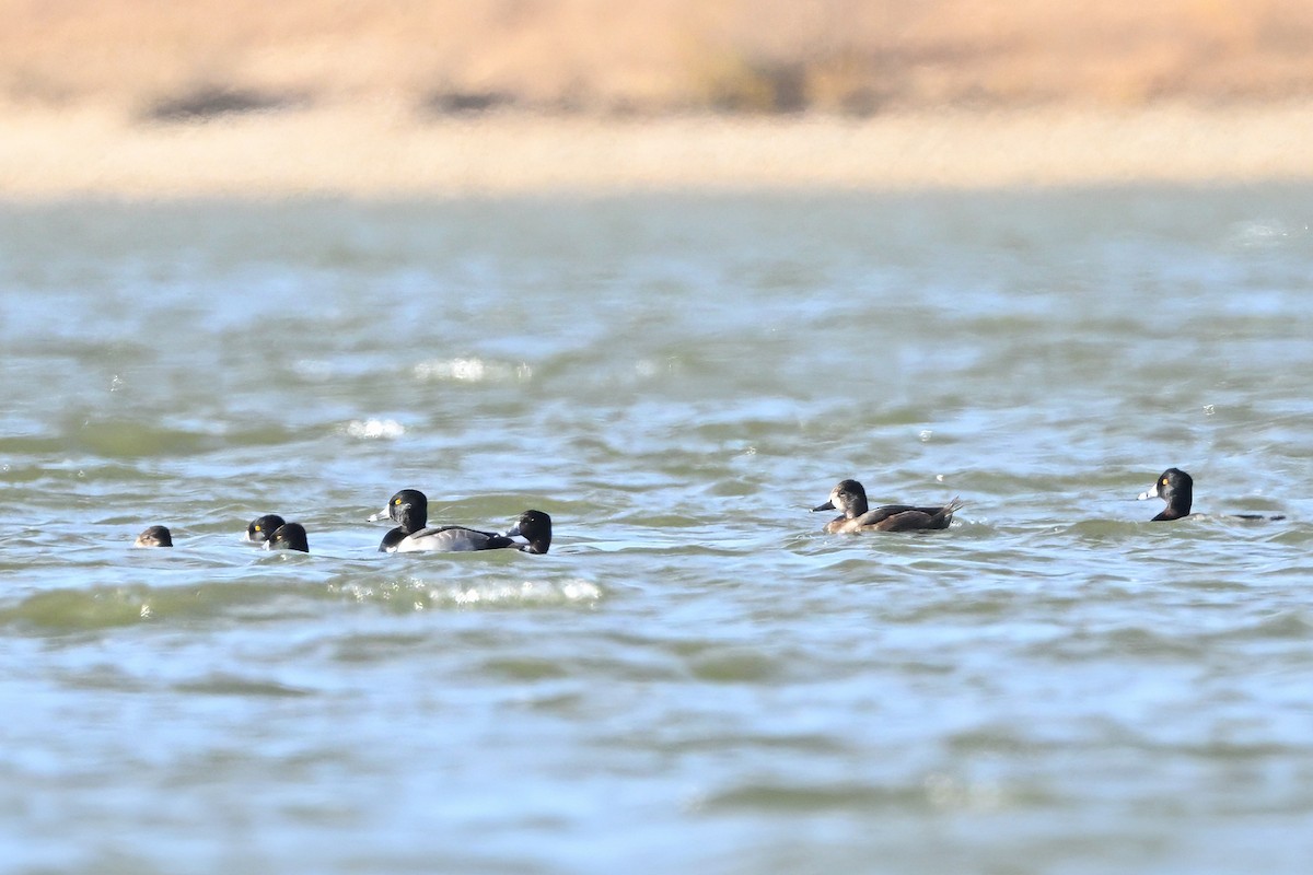 צולל צווארון - ML646553906