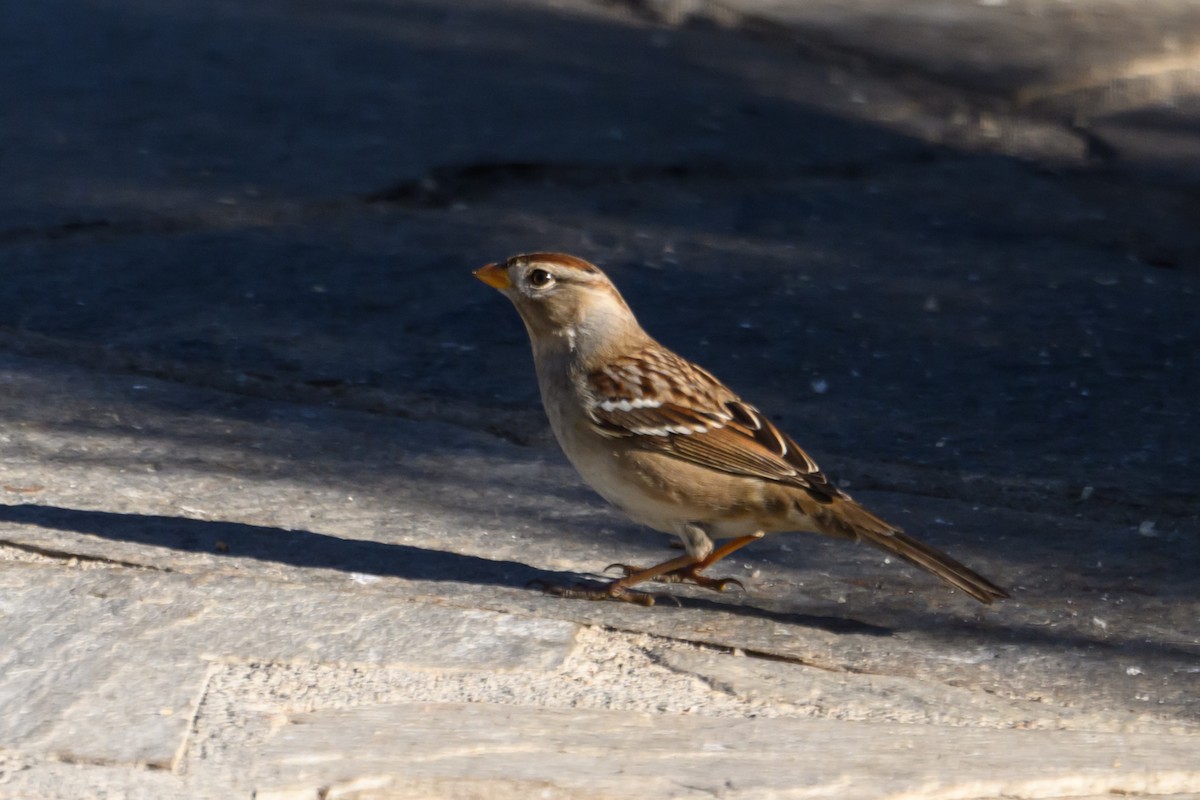 White-crowned Sparrow - ML646553907
