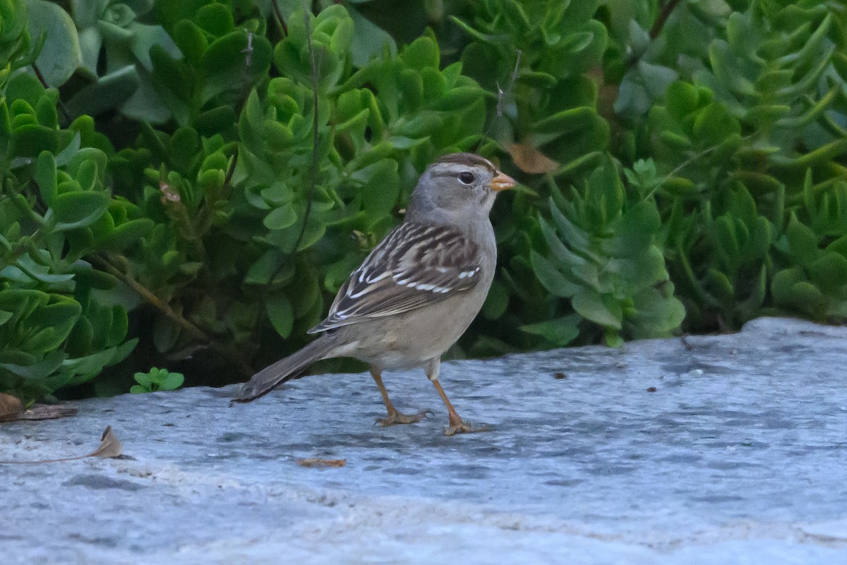 White-crowned Sparrow - ML646553908