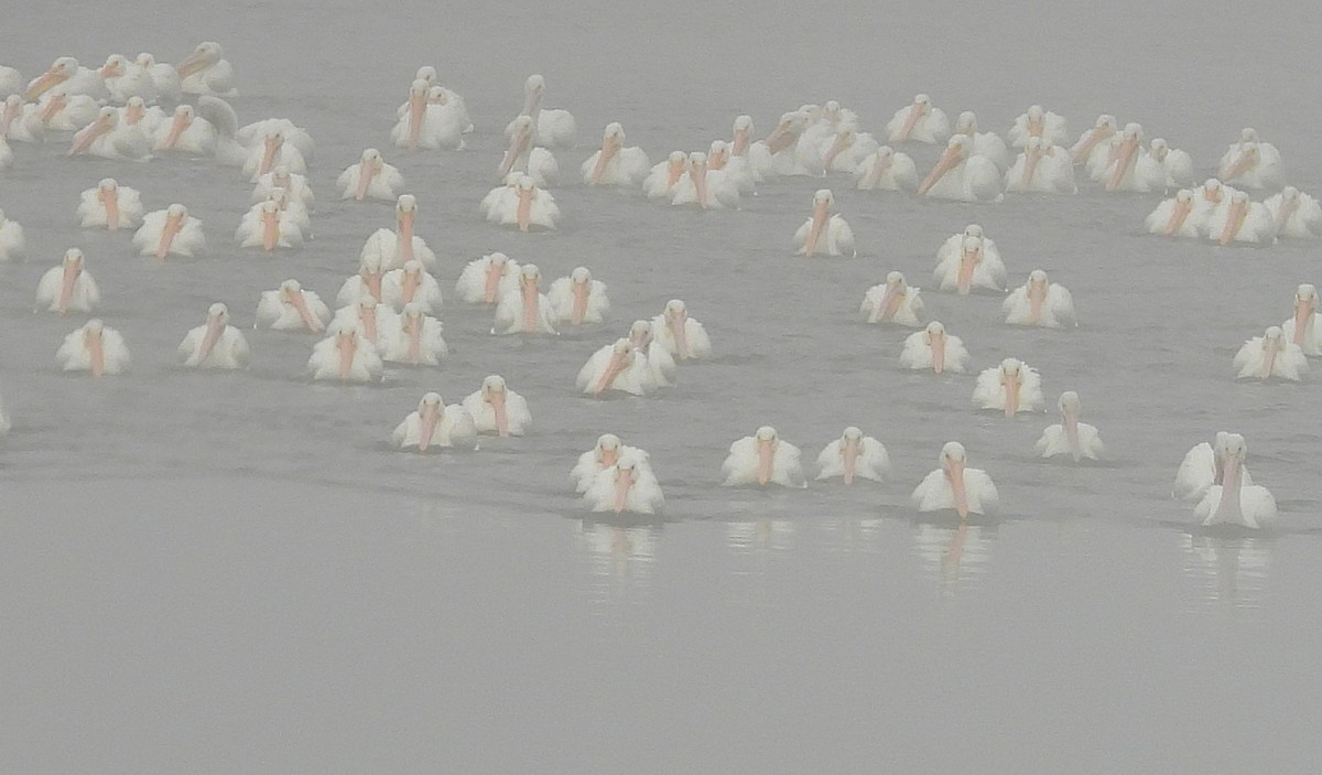 American White Pelican - ML646553909