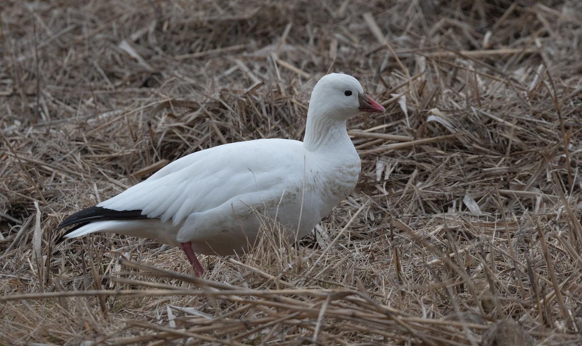אווז קנדי - ML646553911