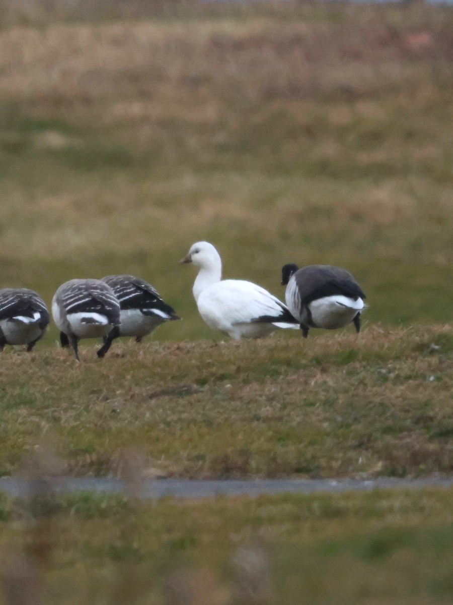 Ross's Goose - ML646553913