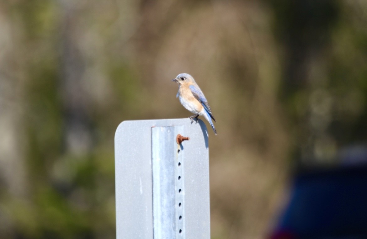 Eastern Bluebird - ML646553914