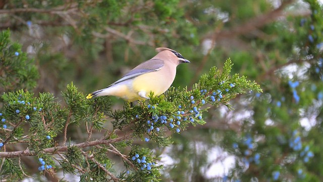 Cedar Waxwing - ML646553915