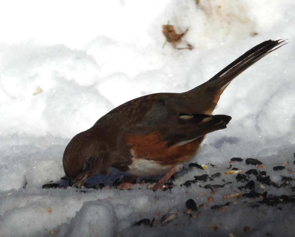Eastern Towhee - ML646553916
