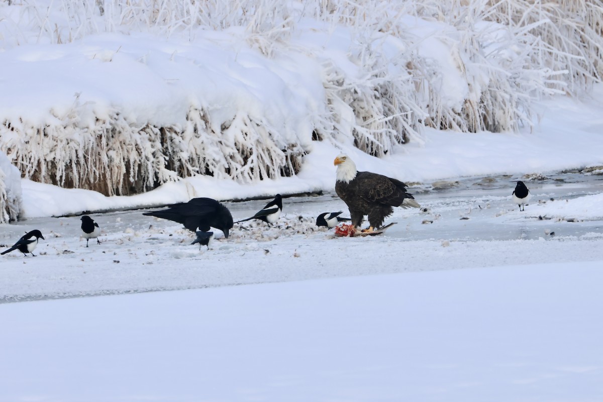 orel bělohlavý - ML646553917