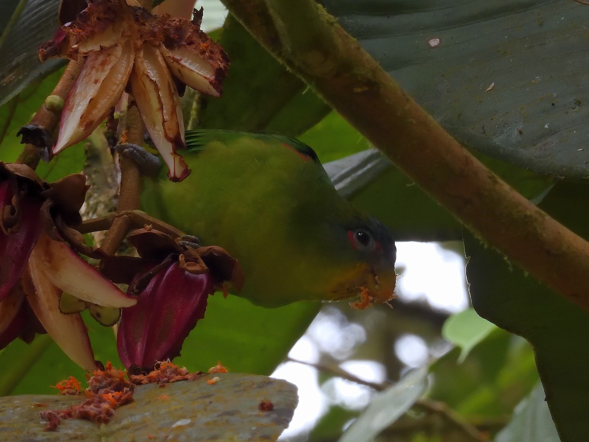 Blue-fronted Parrotlet - ML646553919