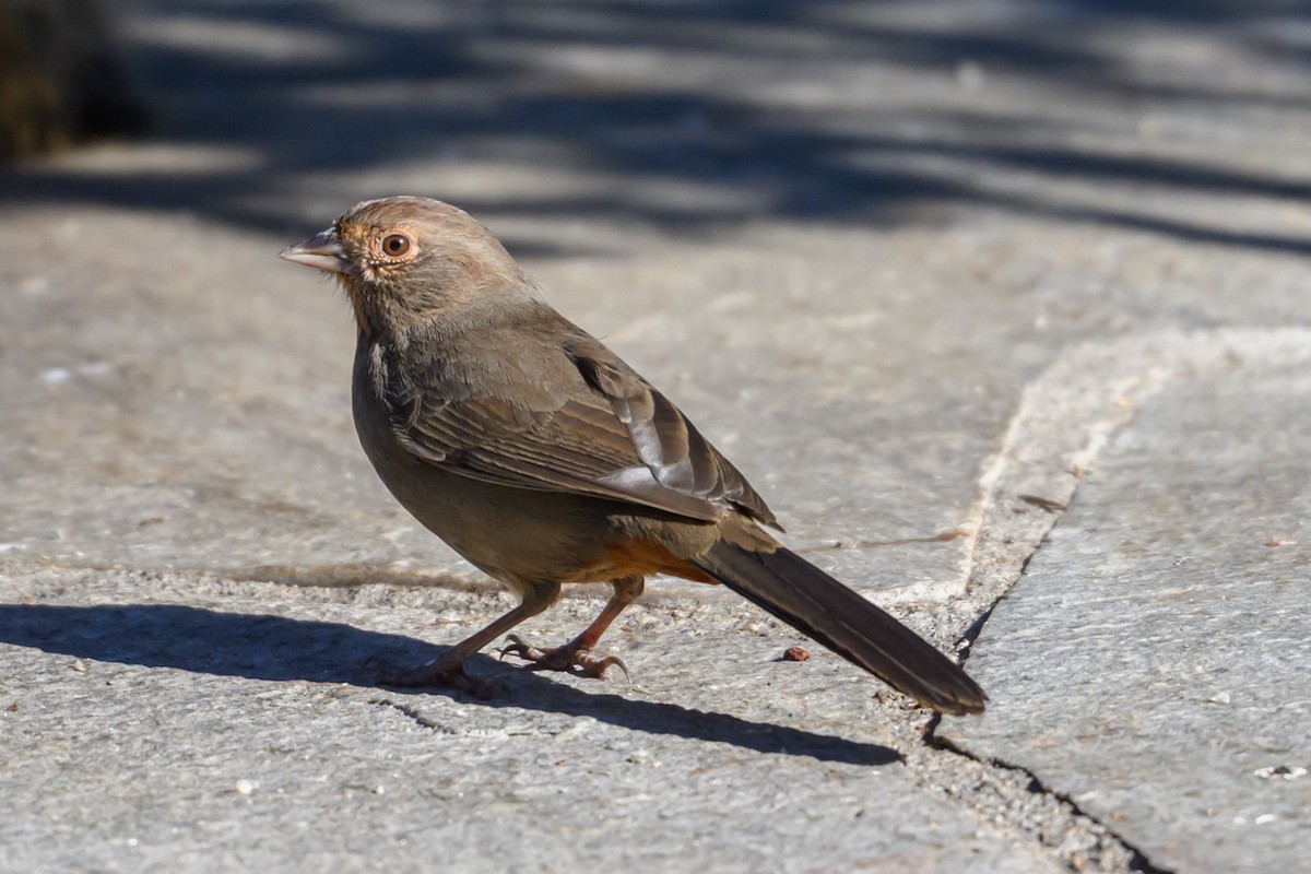 California Towhee - ML646553920