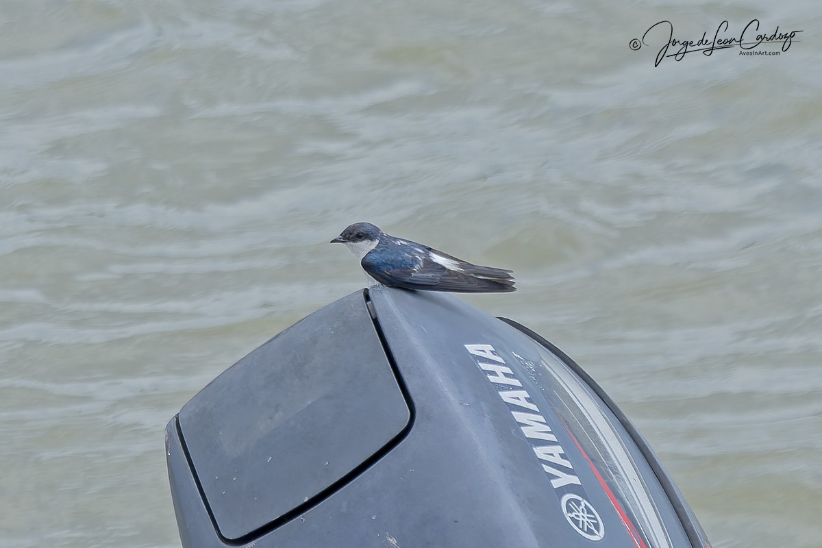White-winged Swallow - ML646553925