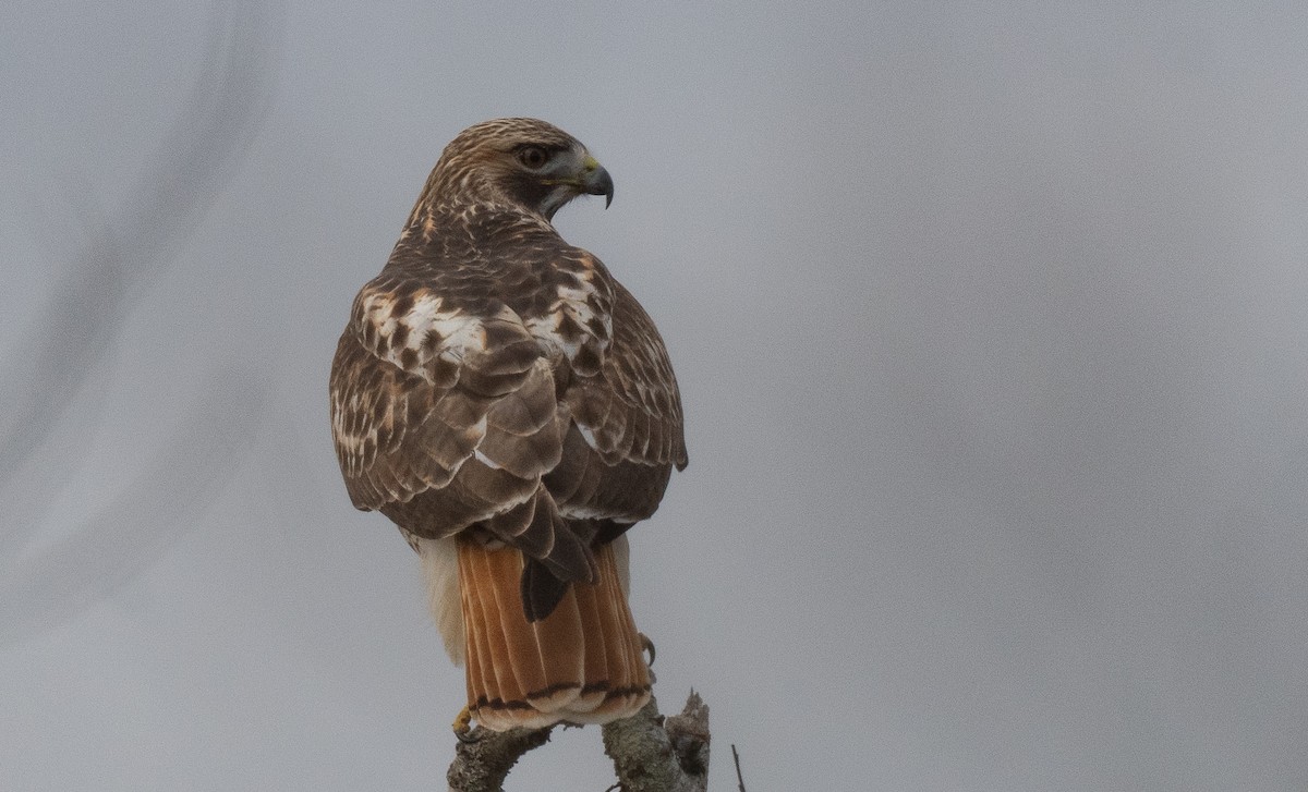 Red-tailed Hawk - ML646553926