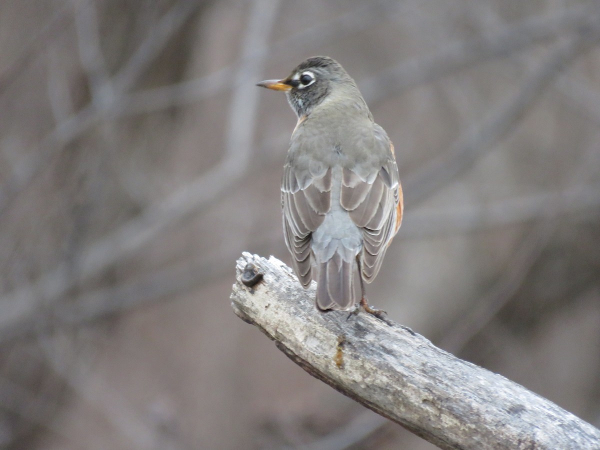 vandretrost - ML646553927