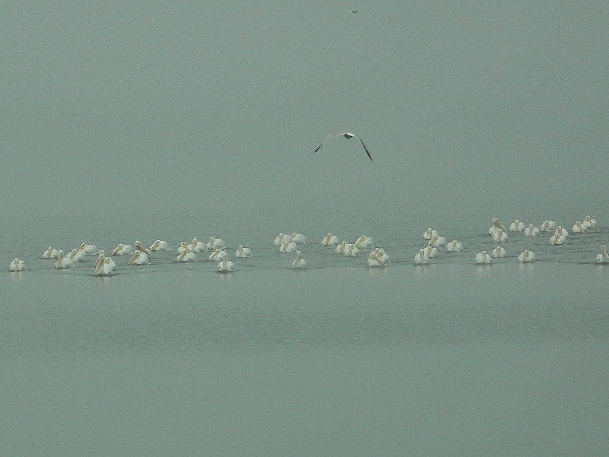 American White Pelican - ML646553928