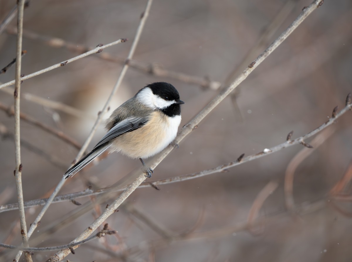 Black-capped Chickadee - ML646553929