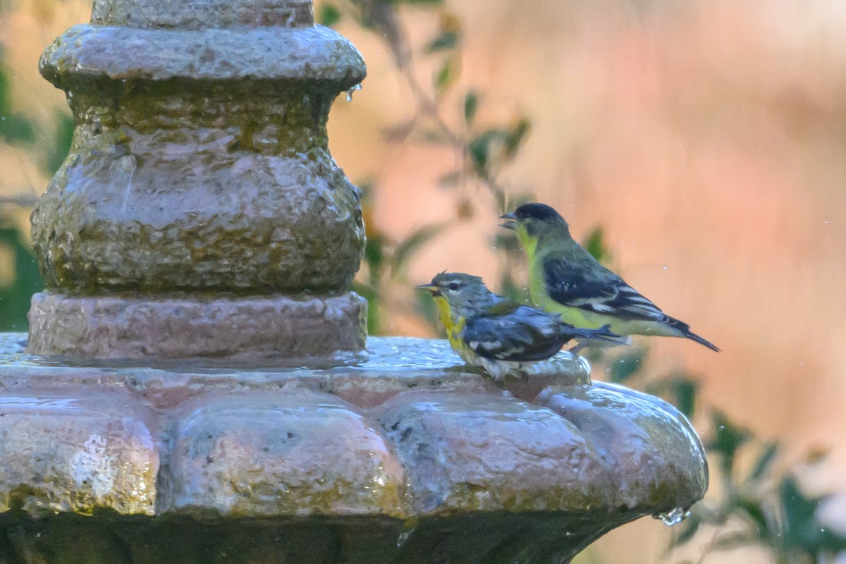 Northern Parula - ML646553930