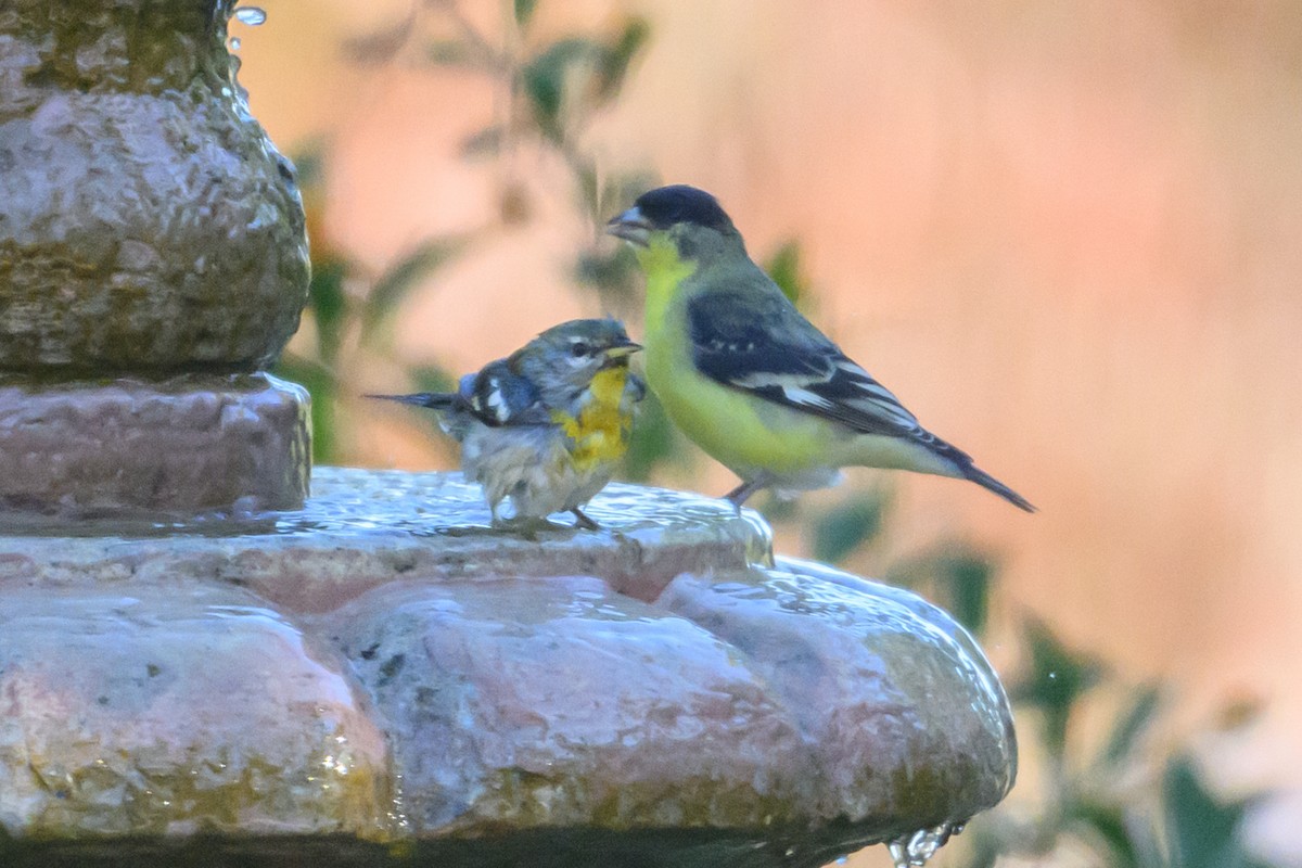 Northern Parula - ML646553931