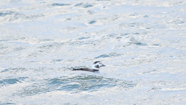 Long-tailed Duck - ML646553932
