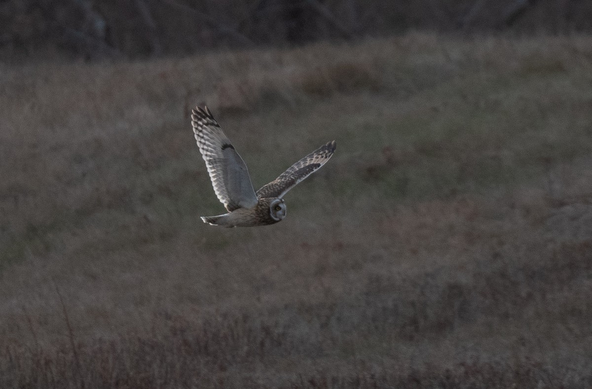 Zingira-hontza - ML646553933