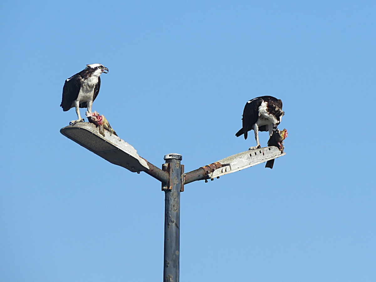 Osprey - ML646553934