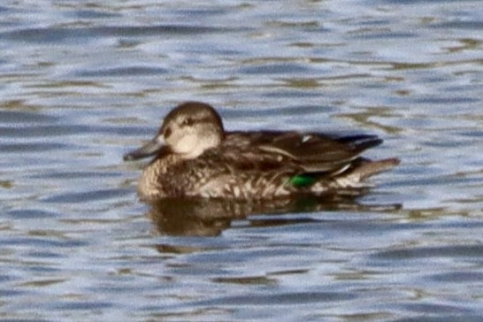 Green-winged Teal (Eurasian) - ML646553935