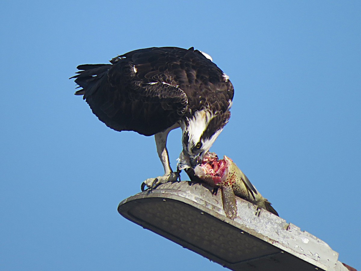 Osprey - ML646553938