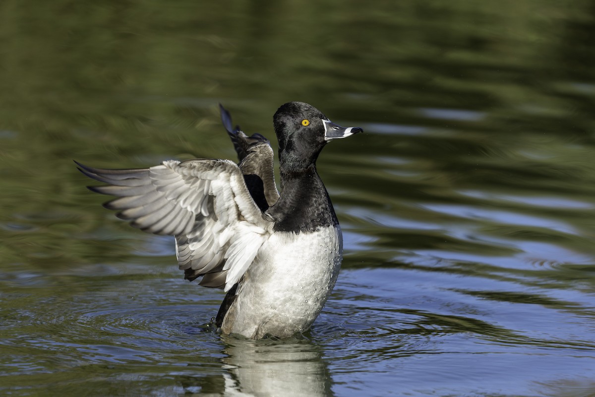 Ring-necked Duck - ML646553939