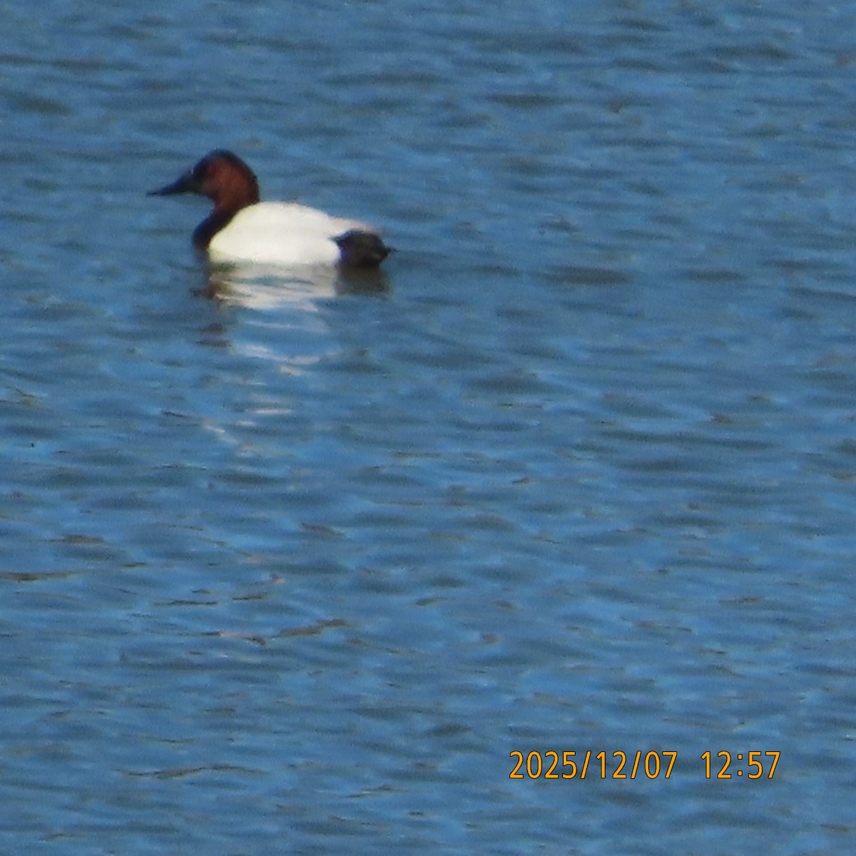 Canvasback - ML646553940