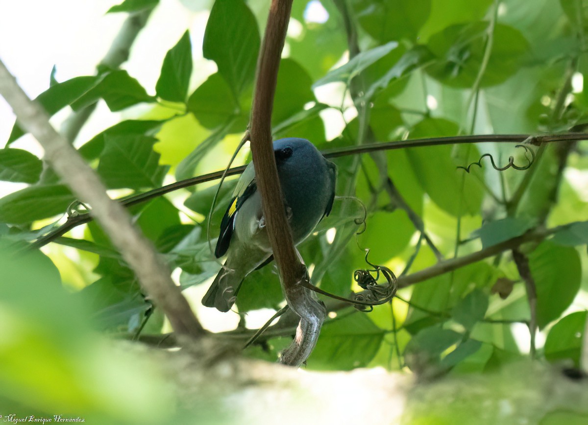 gulvingetanagar - ML646553941