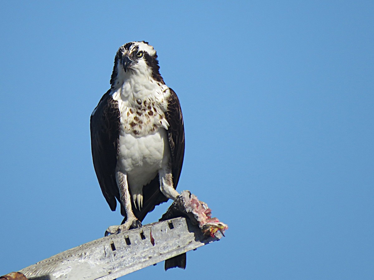 Osprey - ML646553942