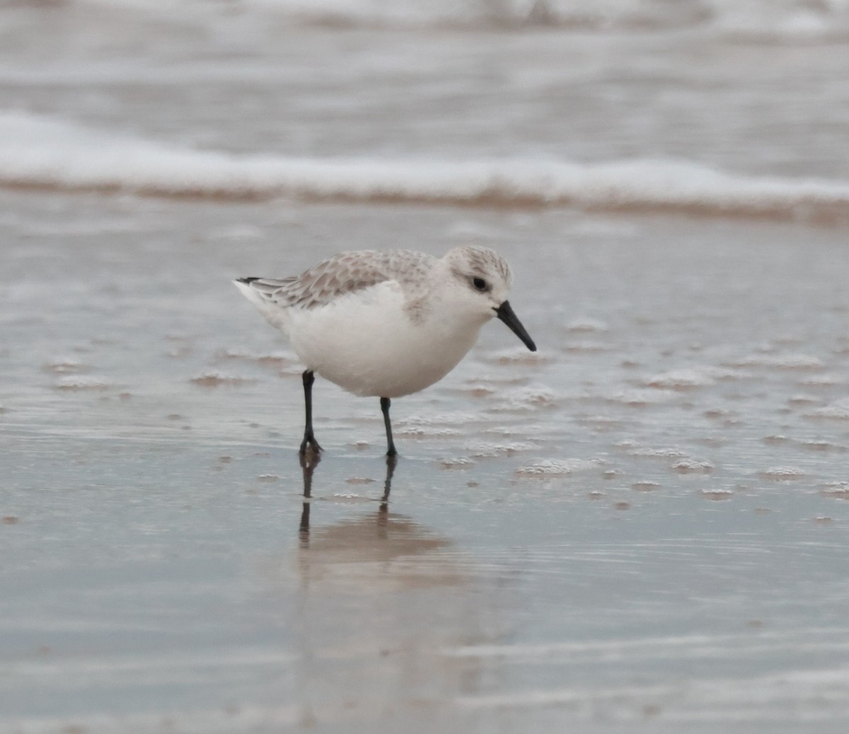 Песчанка - ML646553944