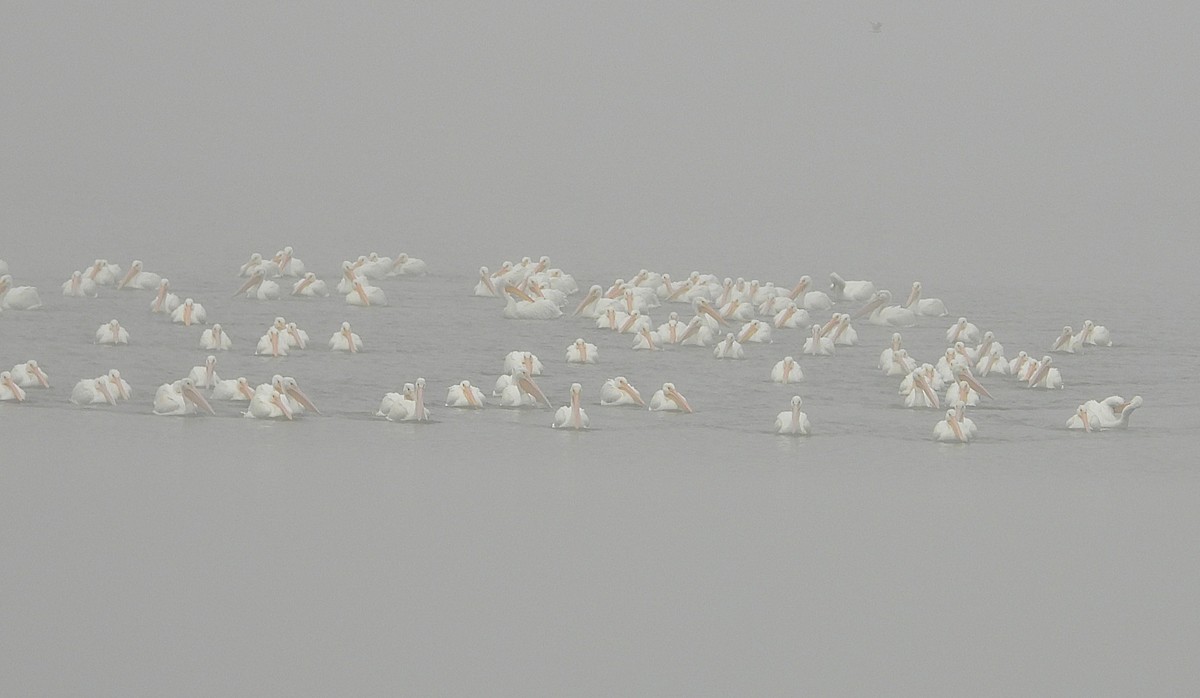 American White Pelican - ML646553945