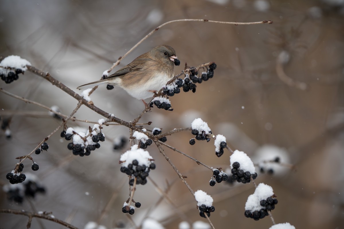 Dark-eyed Junco - ML646553946